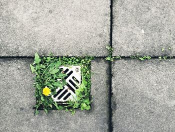 High angle view of gutter on footpath