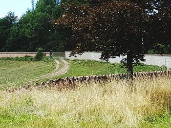 Sheep on field against trees