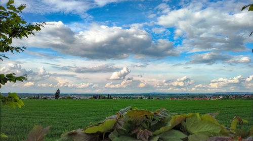 Scenic view of field against sky