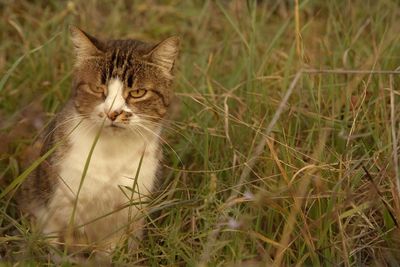 Close-up portrait of a cat