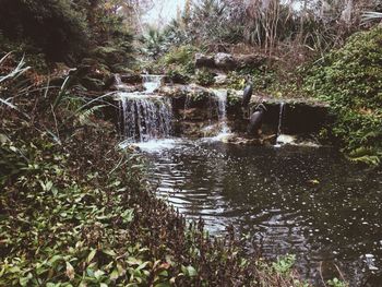 River flowing through forest