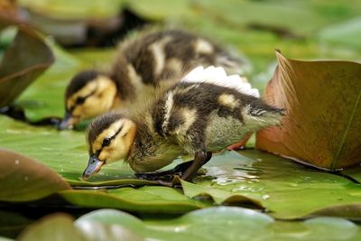 Close-up of young birds in lake