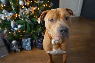 Portrait of dog at home