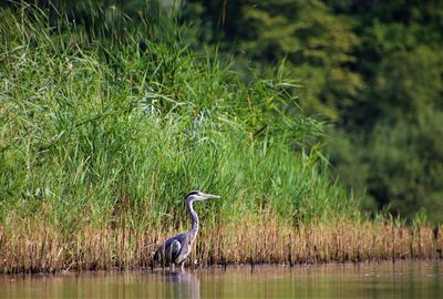 View of gray heron on grass