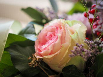 Close-up of pink rose