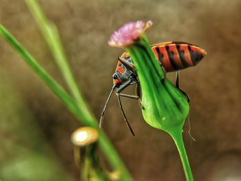 Close-up of butterfly pollinating on flower