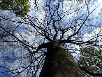 Low angle view of tree against sky