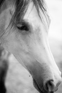 Close-up of arabian horse