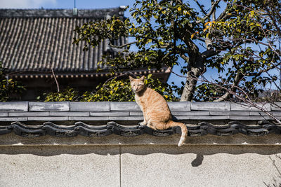 Cat sitting on roof against tree