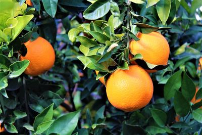 Close-up of orange fruit growing on plant