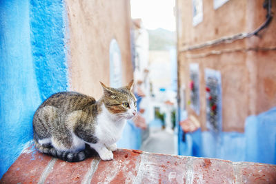 Cat looking away against wall