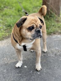 My senior pug x jack russell terrier, out for a walk mid 2020. 