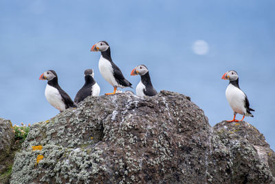 Seagulls perching on rock