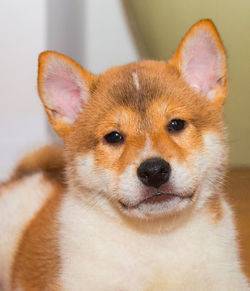 Close-up portrait of dog