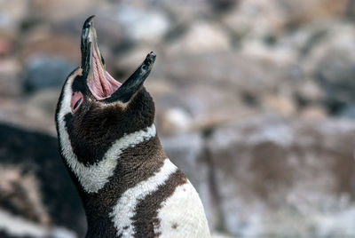 Close-up of penguin 