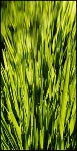 Close-up of plants growing in field