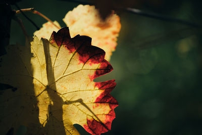 Close-up of maple leaf against sky