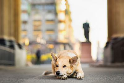 Portrait of a dog lying on footpath