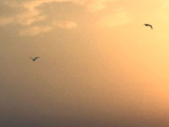 Low angle view of birds flying in sky