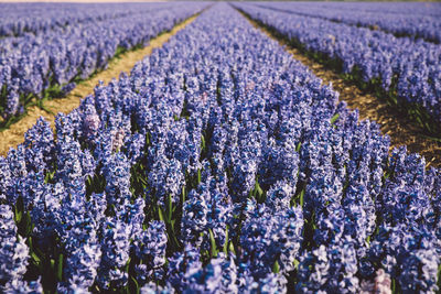 Close-up of lavender flowers growing in field