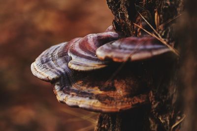 Close-up of mushrooms growing on tree trunk