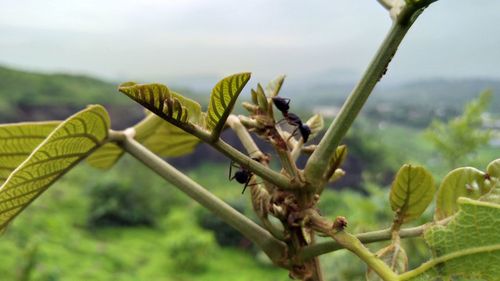 Close-up of fresh green plant