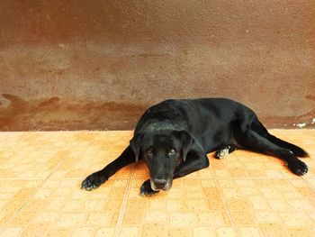 Portrait of black dog resting on floor