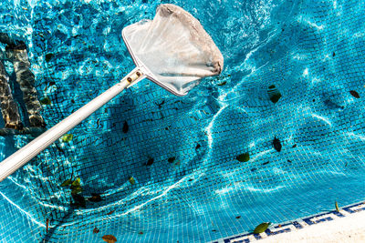 High angle view of animal in swimming pool