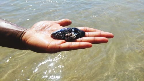 Cropped image of hand holding seashell at beach