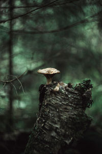 Close-up of mushroom growing on tree trunk