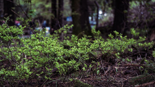 Close-up of plants growing on field