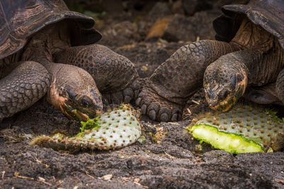 Tortoises eating cactus