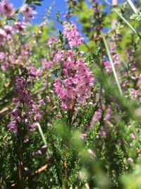 Close-up of flowers blooming outdoors