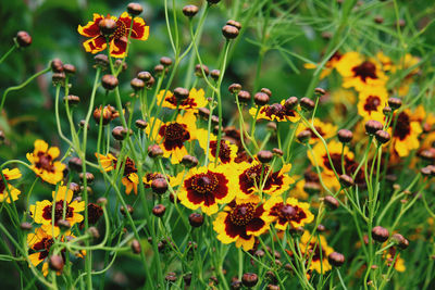 Close-up of yellow flowering plants on field