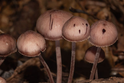 mushroom