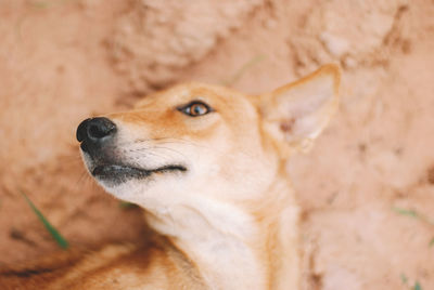 Close-up of dog