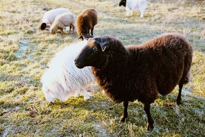 Sheep in a field