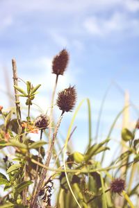 Close-up of flowers blooming in field