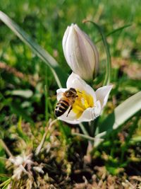 Close-up of bee on flower