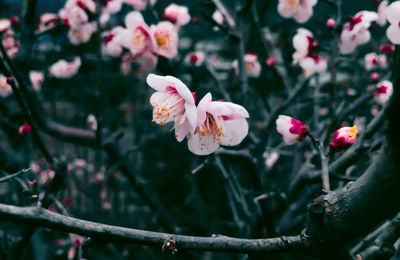 Close-up of flowers blooming outdoors