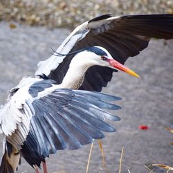 Bird flying over lake