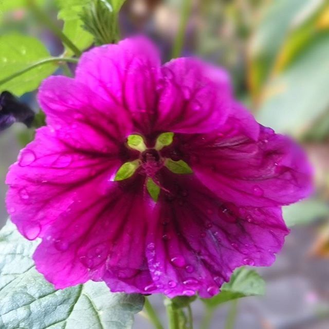 flower, freshness, petal, flower head, fragility, close-up, growth, beauty in nature, focus on foreground, blooming, nature, pink color, plant, single flower, in bloom, drop, purple, wet, stamen, day