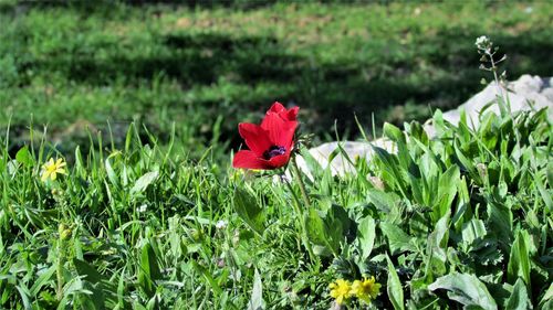 Close-up of red flower blooming on field