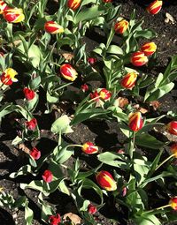 Close-up of red flowers