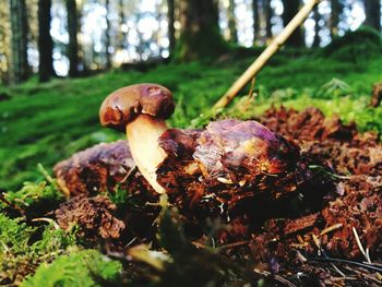 Close-up of mushrooms growing on field