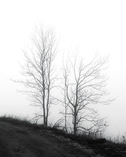 Bare trees on field