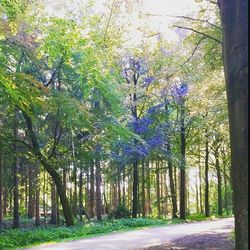 Road passing through forest