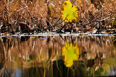 Close-up of yellow flowers in water