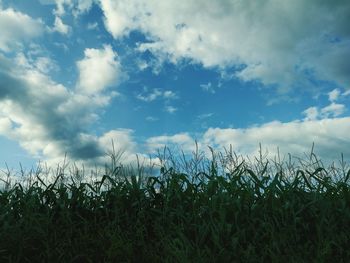 Plants growing on field against sky