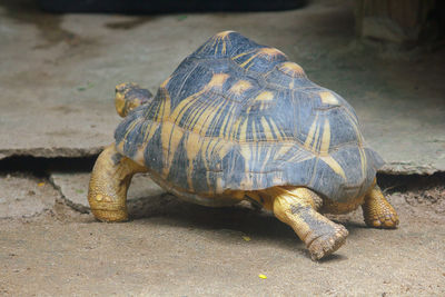 Close-up of turtle on field